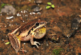 Litoria latopalmata - Broad Palmed Rocketfrog