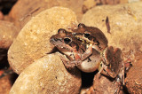 Litoria latopalmata - Broad Palmed Rocketfrog