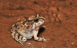 Opisthodon ornatus - Ornate burrowing frog