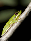 Litoria olongburensis - Wallum Sedge Frog