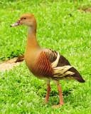 Plumed whistling duck