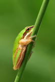 Litoria fallax - common sedge frog