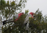 Male and female galah feeding in wattle