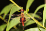 Tramea loewii