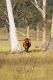 Cow in field