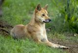 Dingo