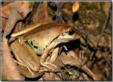 Female stoney creek frog