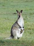 Wallaby and joey