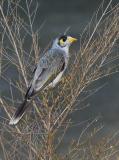 Noisy miner