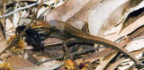 Lizard with bush cockroach