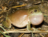 Litoria caerulea calling - brown form