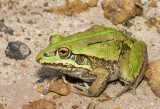 Cyclorana alboguttata - Greenstripe Frog