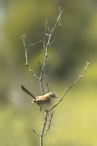 Redbacked fairy wren - male in eclipse 2