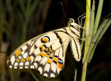 Chequered swallowtail at rest