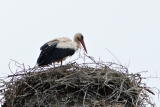 The stork had its nest there