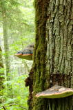 some fungus on the trees