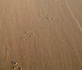 with some tracks on the beach
