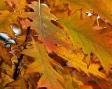 Leaf Peeping 09619 copy.jpg