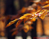 Leaf Peeping 09811 copy.jpg