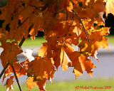 Leaf Peeping 05748 copy.jpg