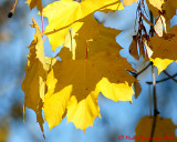 Leaf Peeping 01856 copy.jpg