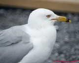 Ring-billed Gull 04199 copy.jpg