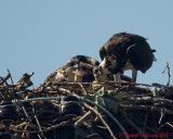 Ospreys 06082 copy.jpg