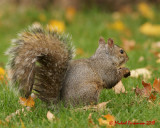 Grey Squirrel 09235 copy.jpg