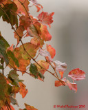 Leaf Peeping 2010