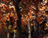 Leaf Peeping 2011-2013