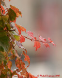 Leaf Peeping 09000 copy.jpg