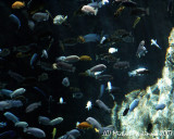 Zoo 09753.JPG