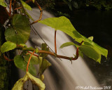 BioDome 07791.JPG