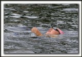_MG_2246a