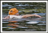 _MG_2371a
