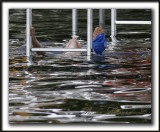 _MG_2377a