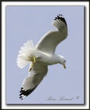 GOLAND      _MG_8564b  -  FINALEMENT LE GOLAND TIENT LA MOUCHE DANS SON BEC  /  FINALY GULL GOT IT, THE FLY IS IN HIS MOUTH...