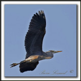 GRAND HRON BLEU  -   GREAT BLUE HERON     _MG_0760aa