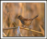 _MG_0489a   -  BRUANT CHANTEUR  JEUNE  / SONG SPARROW IMMATURE