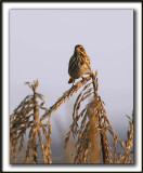 _MG_0511a    -  BRUANT DES PRS / SAVANNAH SPARROW
