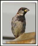 _MG_7231a  -  MOINEAU DOMESTIQUE  /  HOUSE SPARROW