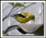 _MG_7259c    -  CHARDONNERET JAUNE / AMERICAN GOLDFINCH