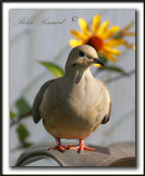 _MG_7286a   -  TOURTERELLE TRISTE - MOURNING DOVE