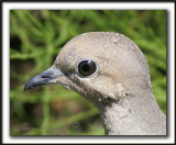 _MG_7388a   -  TOURTERELLE TRISTE - MOURNING DOVE