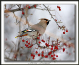 JASEUR BORAL  /  BOHEMIAN WAXWING    _MG_1185b