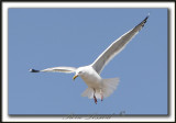 GOLAND ARGENT  /  HERRING GULL    _MG_6838a