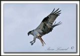 BALBUZARD  PCHEUR  /  OSPREY    _MG_8331a