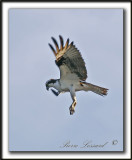 BALBUZARD  PCHEUR  /  OSPREY    _MG_8336a