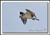 BALBUZARD  PCHEUR  /  OSPREY    _MG_8575a