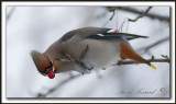 JASEUR BORAL  /  BOHEMIAN WAXWING     _MG_1334a